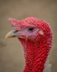 turkey-profile-picture-bird-53460